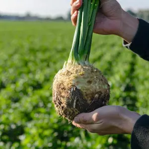 Seminte telina Carla F1