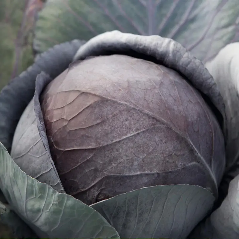 Seminte varza Cairo F1