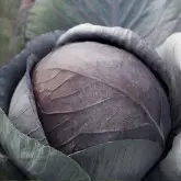 Seminte varza Cairo F1