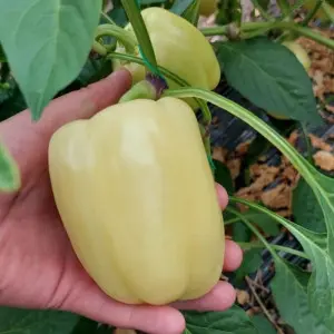 Seminte ardei gras Multina F1