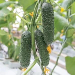 Seminte castraveti Bjorn F1