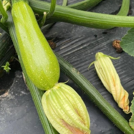 Inessa 174 F1 - dovlecel zucchini Enza Zaden | Horticola