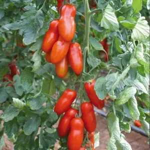 Seminte tomate Pozzano F1