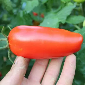 Seminte tomate Pozzano F1