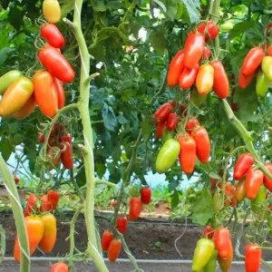 Seminte tomate Pozzano F1