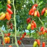 Seminte tomate Pozzano F1