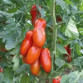 Seminte tomate Pozzano F1