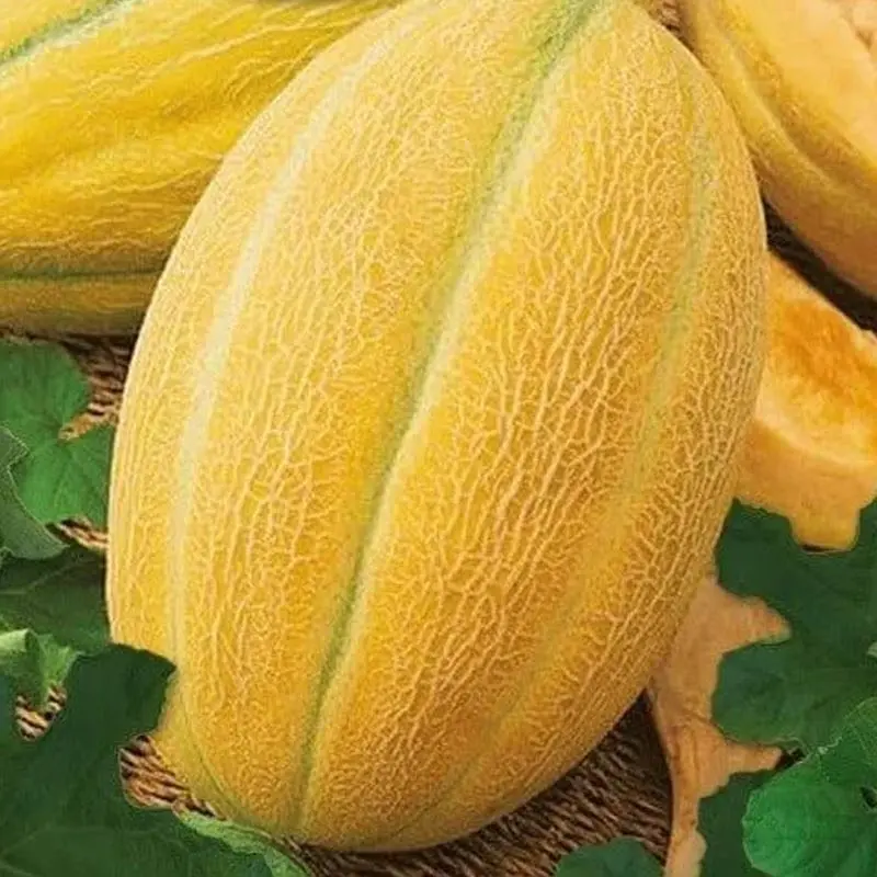 Seminte pepene galben Hybrid F1