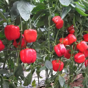 Seminte ardei gras Plutonio F1