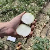 Seminte ceapa Baragan F1