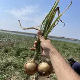 Seminte ceapa Baragan F1