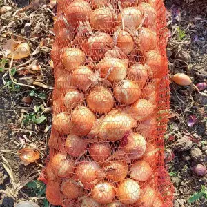 Seminte ceapa Baragan F1