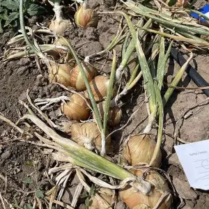 Seminte ceapa Baragan F1