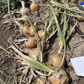 Seminte ceapa Baragan F1