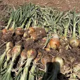 Seminte ceapa Baragan F1