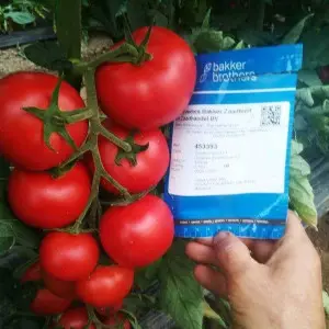 Seminte tomate Eclipse F1
