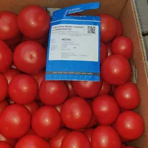 Seminte tomate Eclipse F1