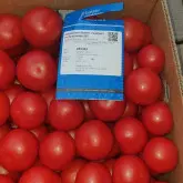 Seminte tomate Eclipse F1