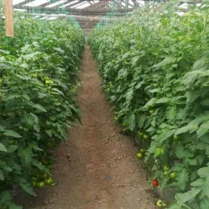 Seminte tomate Eclipse F1
