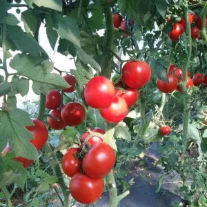 Seminte tomate Eclipse F1