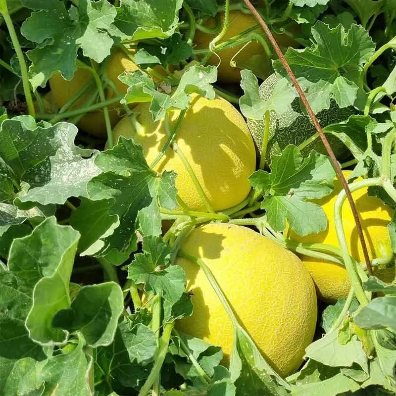 Seminte pepene galben Lunagal F1