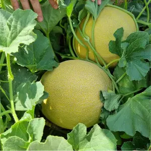 Seminte pepene galben Lunagal F1