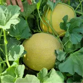 Seminte pepene galben Lunagal F1