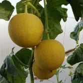 Seminte pepene galben Lunagal F1