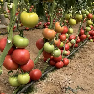 Seminte tomate Solmira F1