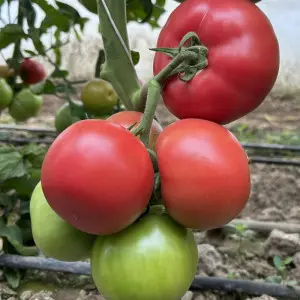 Seminte tomate Solmira F1