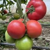 Seminte tomate Solmira F1
