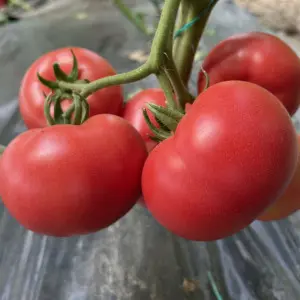 Seminte tomate Solmira F1