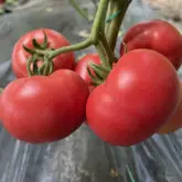 Seminte tomate Solmira F1