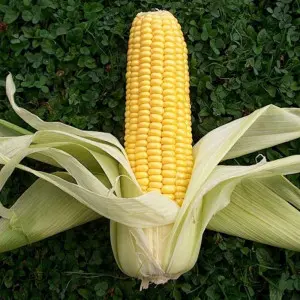 Seminte porumb Sweet Wonder F1