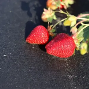 Folie microporoasa neagra perforata pentru mulcire Agro-Marina, 50 g/mp