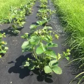 Folie microporoasa neagra perforata pentru mulcire Agro-Marina, 50 g/mp