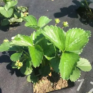 Folie microporoasa neagra perforata pentru mulcire Agro-Marina, 50 g/mp