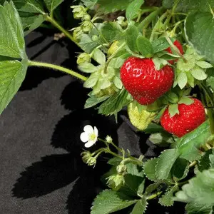 Folie microporoasa neagra perforata pentru mulcire Agro-Marina, 50 g/mp