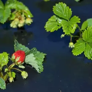 Folie microporoasa neagra perforata pentru mulcire Agro-Marina, 50 g/mp