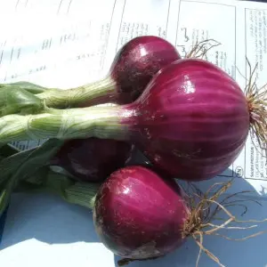 Seminte ceapa Divinastar F1