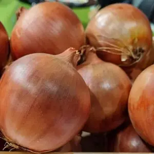 Seminte ceapa Magika F1