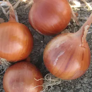 Seminte ceapa Khalifer F1