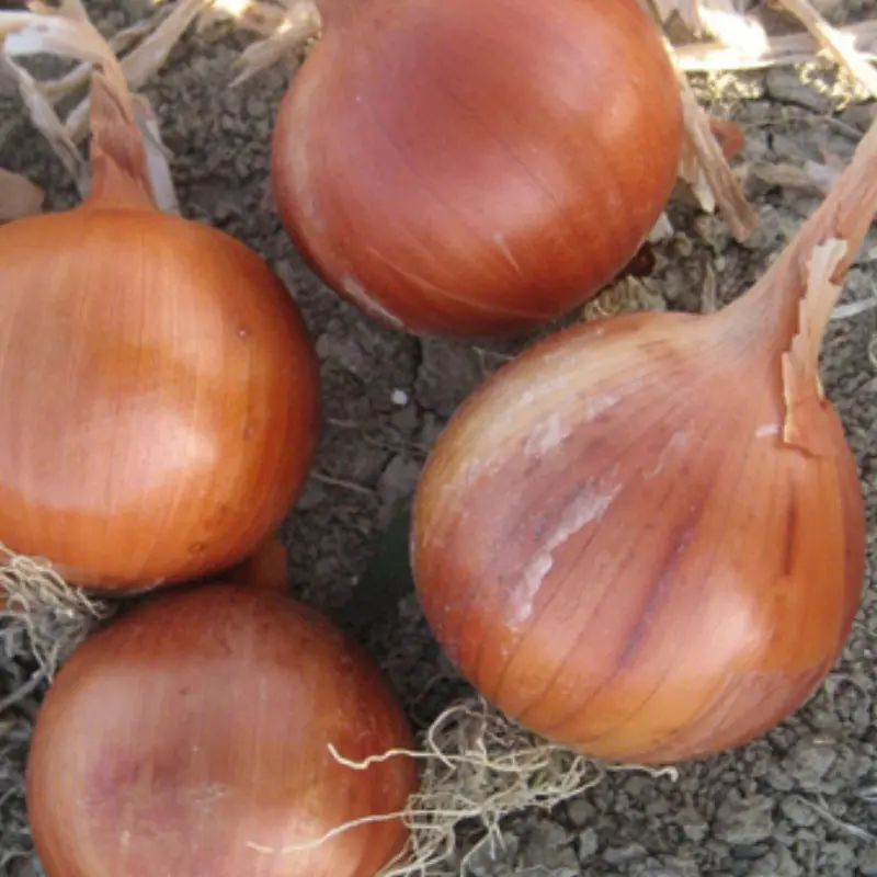 Seminte ceapa Khalifer F1