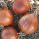 Seminte ceapa Khalifer F1