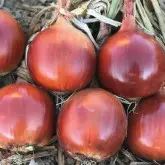 Seminte ceapa Lunika F1