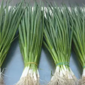 Seminte ceapa verde Kimi