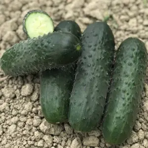 Seminte castraveti Romolo F1