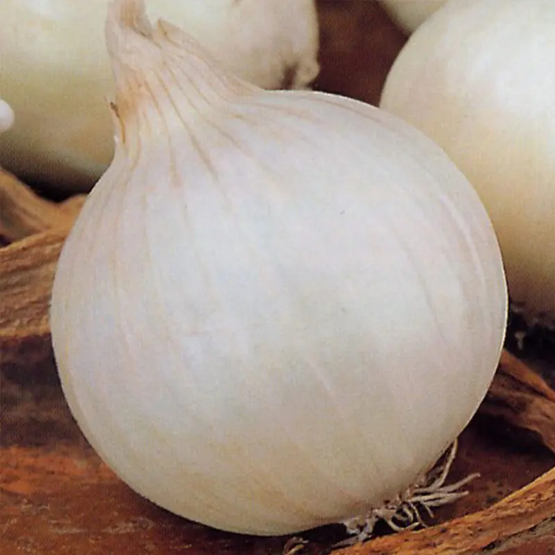 Seminte ceapa White Opera F1