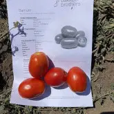 Seminte tomate Barnum F1
