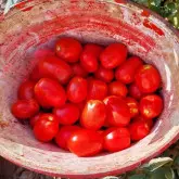 Seminte tomate Barnum F1